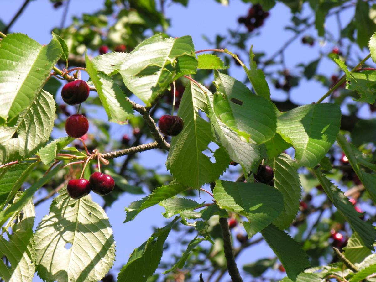Agroturystyka Pod Sniezna Bystrzyca Klodzka Exterior photo